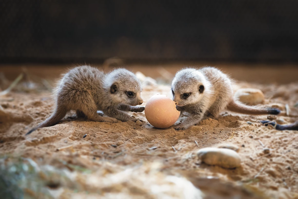 Ausflugsziel: Erdmännchen im Walter Zoo - Walter Zoo