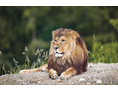 Ausflugsziel: Berberlöwe im Walter Zoo - Walter Zoo