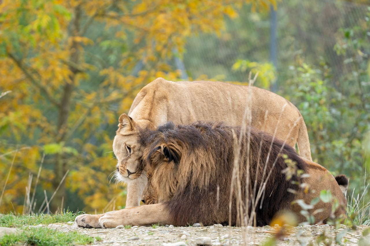 Voyage avec des enfants - Stein am Rhein - Walter Zoo