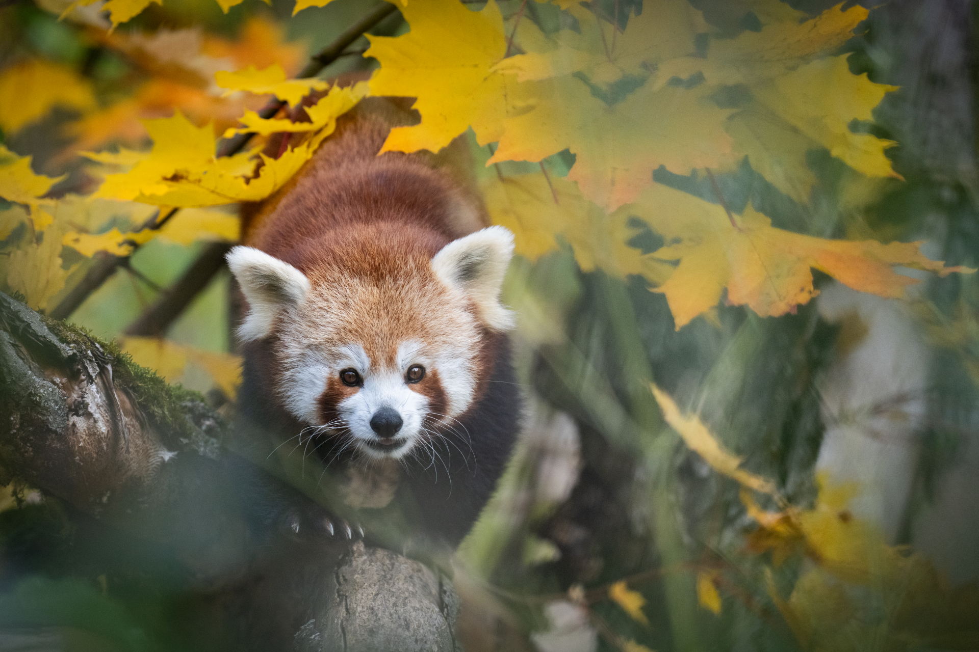 Voyage avec des enfants - Stein am Rhein - Walter Zoo