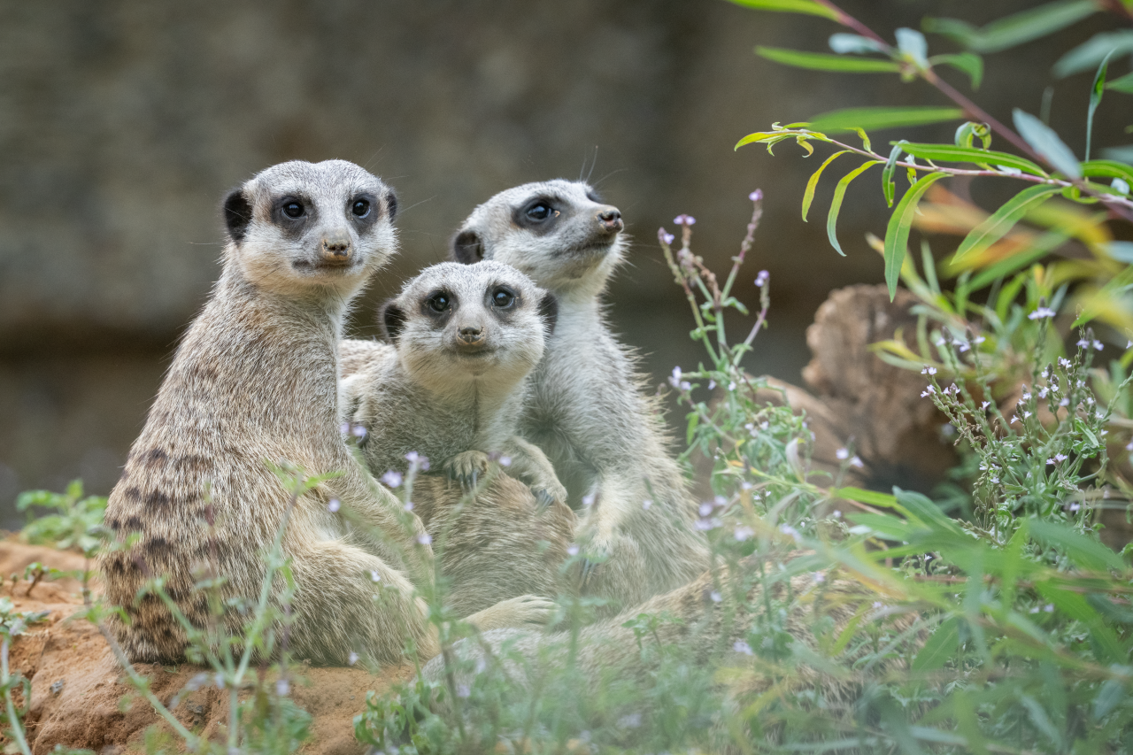 Voyage avec des enfants - Stein am Rhein - Walter Zoo