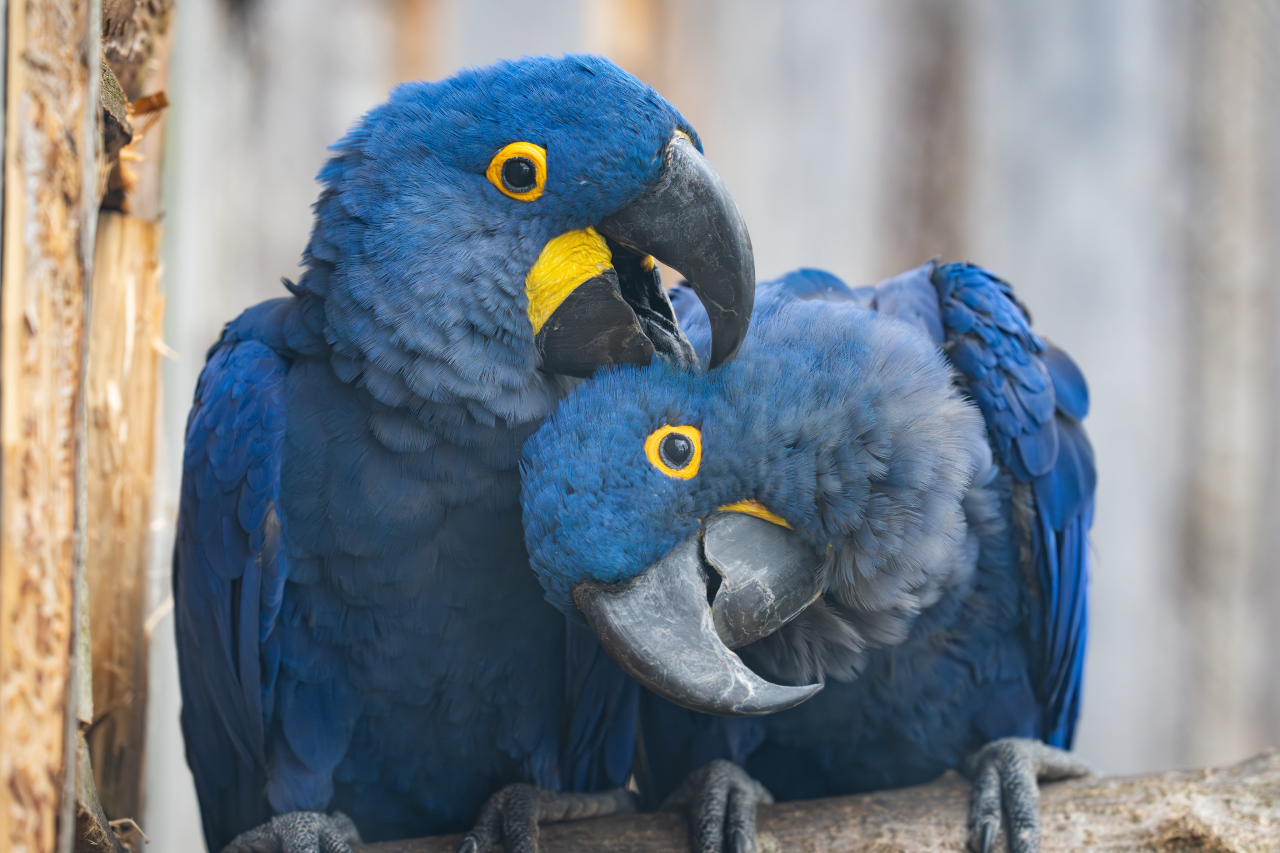 Ausflugsziel: Walter Zoo