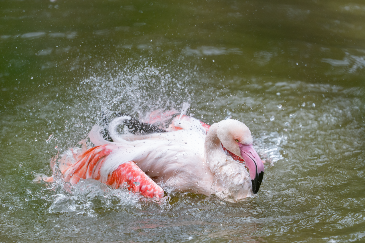Ausflugsziel: Walter Zoo