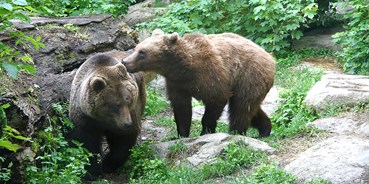 Ausflug mit Kindern - Alter der Kinder: über 10 Jahre - Region Innsbruck - "Ander" und "Martina", die beiden Braunbären im Alpenzoo - Alpenzoo Innsbruck-Tirol, der höchstgelegene Zoo Europas (750 m)