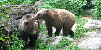 Reis met kinderen - Fügen - "Ander" und "Martina", die beiden Braunbären im Alpenzoo - Alpenzoo Innsbruck-Tirol, der höchstgelegene Zoo Europas (750 m)