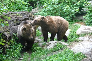 Ausflugsziel: "Ander" und "Martina", die beiden Braunbären im Alpenzoo - Alpenzoo Innsbruck-Tirol, der höchstgelegene Zoo Europas (750 m)