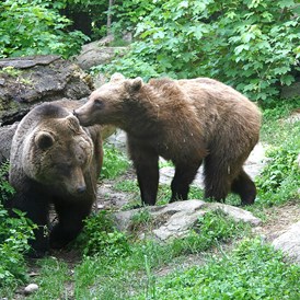 Ausflugsziel: "Ander" und "Martina", die beiden Braunbären im Alpenzoo - Alpenzoo Innsbruck-Tirol, der höchstgelegene Zoo Europas (750 m)