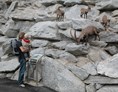 Ausflugsziel: Das Steinbockgehege befindet sich am höchsten Punkt im Alpenzoo und ist begehbar. - Alpenzoo Innsbruck-Tirol, der höchstgelegene Zoo Europas (750 m)