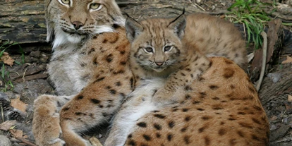Reis met kinderen - Fügen - Die Luchse im Alpenzoo erfreuen mit jährlichem Nachwuchs. - Alpenzoo Innsbruck-Tirol, der höchstgelegene Zoo Europas (750 m)