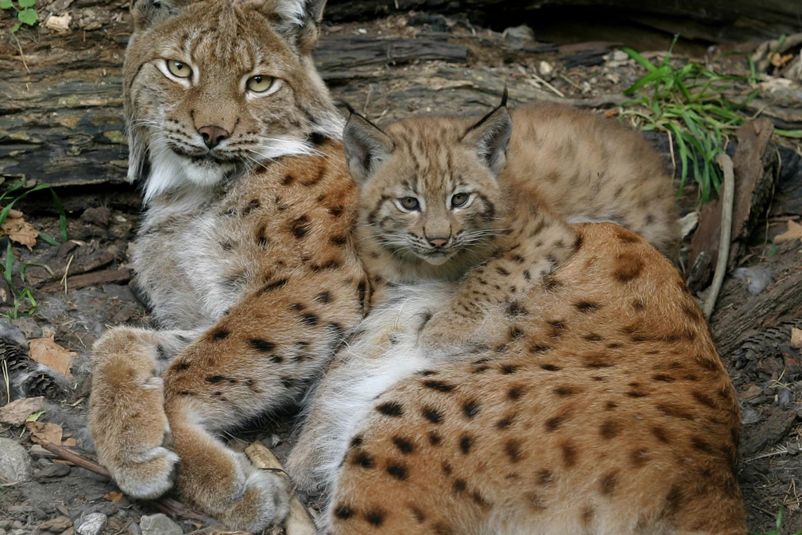 Ausflugsziel: Die Luchse im Alpenzoo erfreuen mit jährlichem Nachwuchs. - Alpenzoo Innsbruck-Tirol, der höchstgelegene Zoo Europas (750 m)