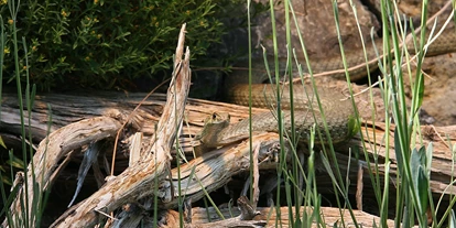 Reis met kinderen - Fügen - Die Terrarien, ein besonderes Highlight im Alpenzoo (Eidechsennatter). - Alpenzoo Innsbruck-Tirol, der höchstgelegene Zoo Europas (750 m)