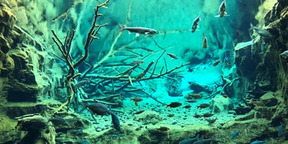 Reis met kinderen - Fügen - Großaquarium (mit Fischarten aus Flüssen der Ostalpen) - Alpenzoo Innsbruck-Tirol, der höchstgelegene Zoo Europas (750 m)
