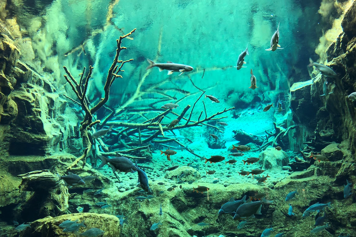 Ausflugsziel: Großaquarium (mit Fischarten aus Flüssen der Ostalpen) - Alpenzoo Innsbruck-Tirol, der höchstgelegene Zoo Europas (750 m)