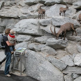 Ausflugsziel: Alpenzoo Innsbruck-Tirol, der höchstgelegene Zoo Europas (750 m)