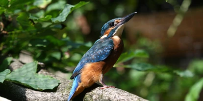 Reis met kinderen - Fügen - Alpenzoo Innsbruck-Tirol, der höchstgelegene Zoo Europas (750 m)