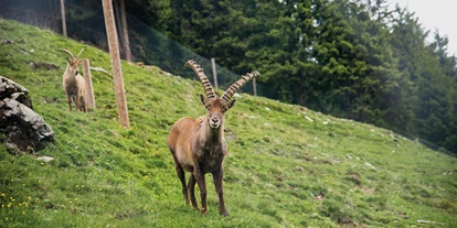 Ausflug mit Kindern - Oberndorf in Tirol - NEU: Wildlife Trail