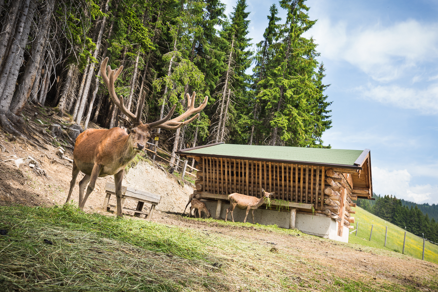 Ausflugsziel: Montelino's Wildfütterung