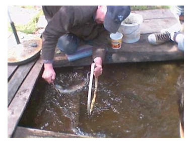 Ausflugsziel: Zahme Forellen zeigen im Mühlbach ihre kleinen Kunststücke. - Forellenzirkus
