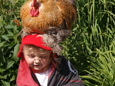 Ausflugsziel: Der zahme Gockel. - Forellenzirkus