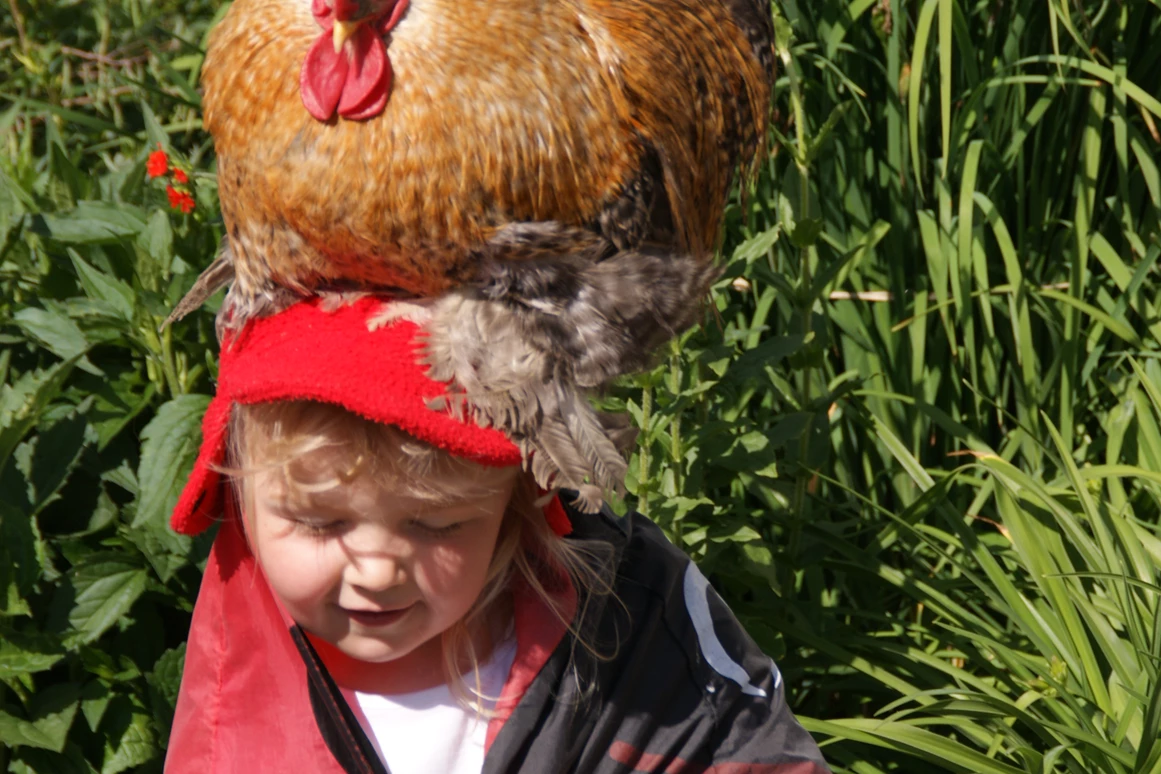 Ausflugsziel: Der zahme Gockel. - Forellenzirkus