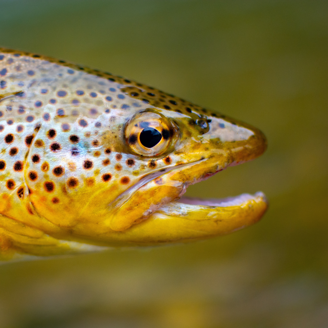 Reis met kinderen - Alter der Kinder: 0 bis 1 Jahre - Sankt Agatha (Sankt Agatha) - Symbolbild für Ausflugsziel Forellenzirkus. Keine korrekte oder ähnlich Darstellung! - Forellenzirkus