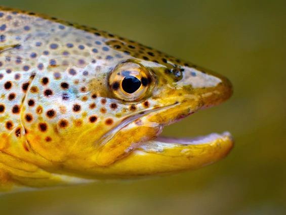 Ausflugsziel: Forellenzirkus