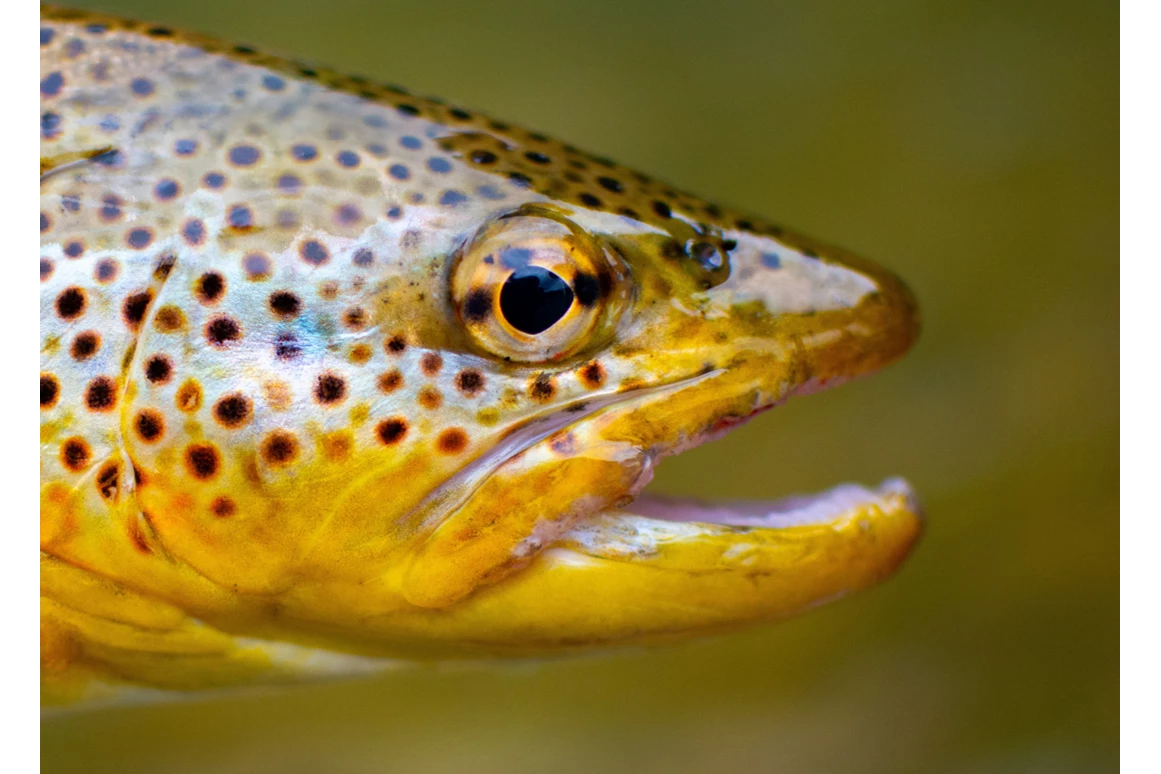 Ausflugsziel: Forellenzirkus