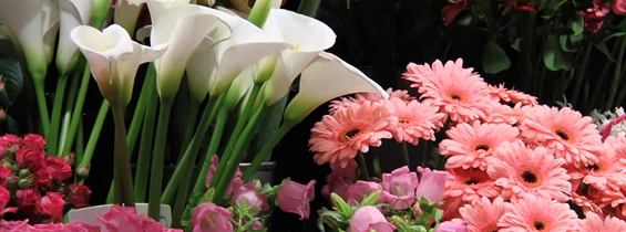 Ausflugsziel: Blumen Bergmoser Erlebnisgärtnerei