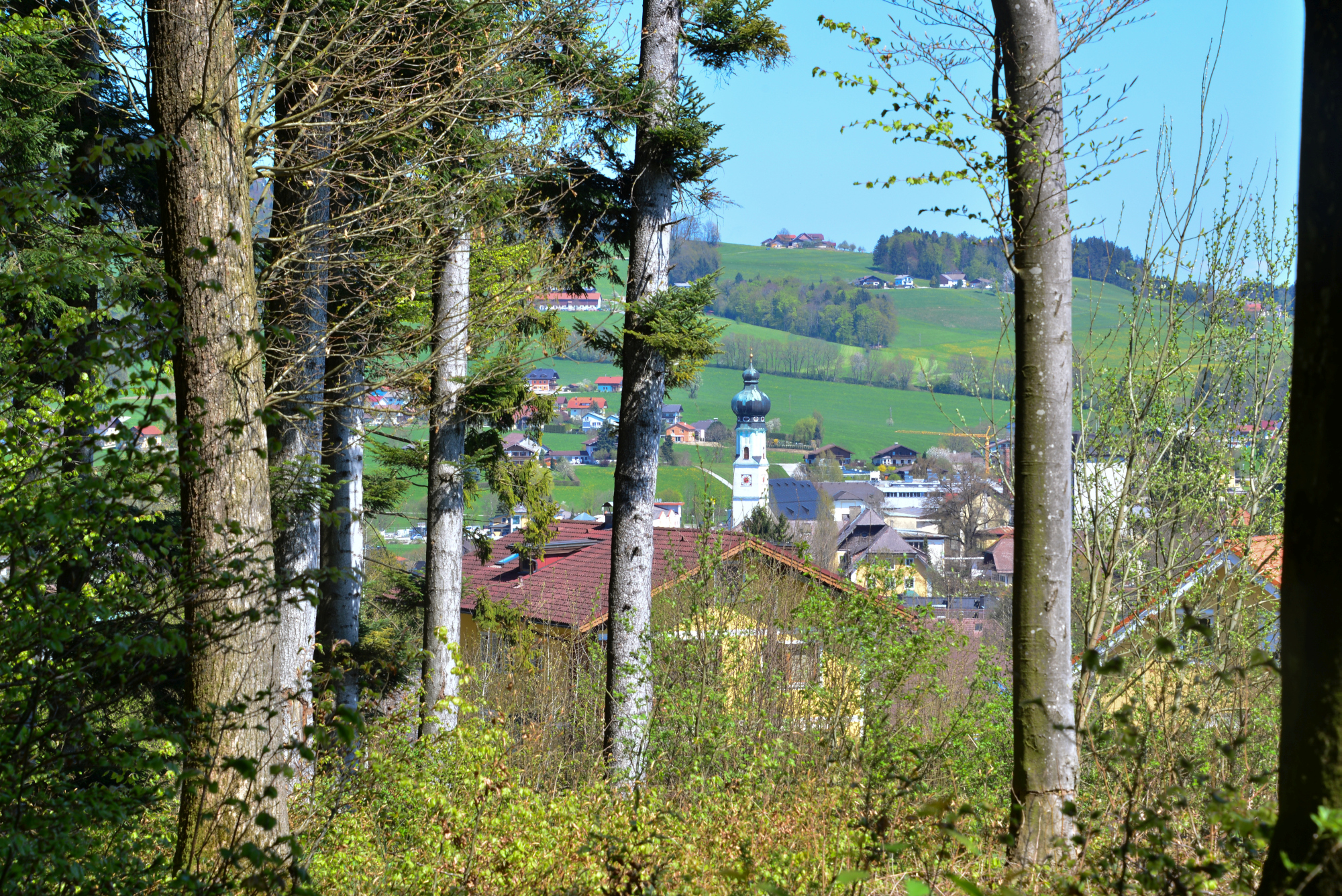 Ausflugsziel: Wald Wissens Weg und Waldspielplatz Obertrum am See 