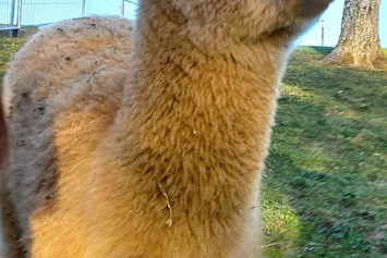 Ausflugsziel: Alpakas Erlebniswanderung in Südkärnten 