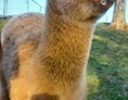 Ausflugsziel: Alpakas Erlebniswanderung in Südkärnten 