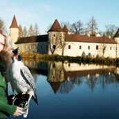 Ausflugsziel - NÖ Falknerei- & Greifvogelzentrum Schloss Waldreichs
Saison 2019: 18. April bis 13. Oktober 2019 - NÖ Falknerei- und Greifvogelzentrum Waldreichs