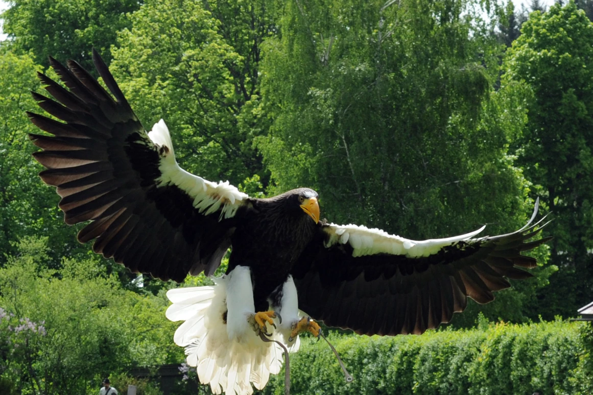 Ausflugsziel: NÖ Falknerei- und Greifvogelzentrum Waldreichs