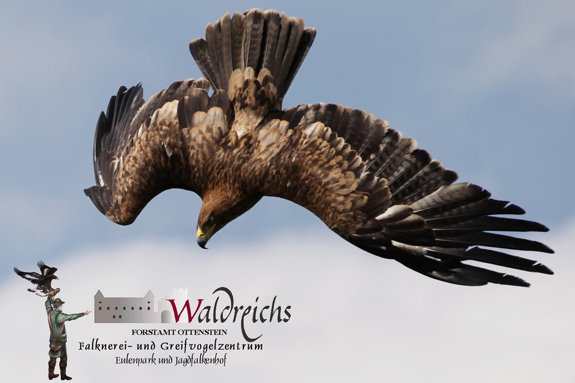 Ausflugsziel: Adler beim Freiflug in der Greifvogelschau - NÖ Falknerei- und Greifvogelzentrum Waldreichs