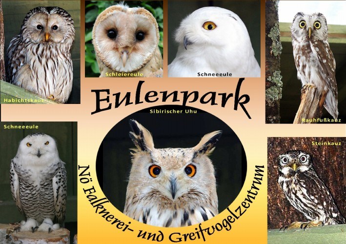 Ausflugsziel: Einzigartig ist unser Eulenpark - NÖ Falknerei- und Greifvogelzentrum Waldreichs