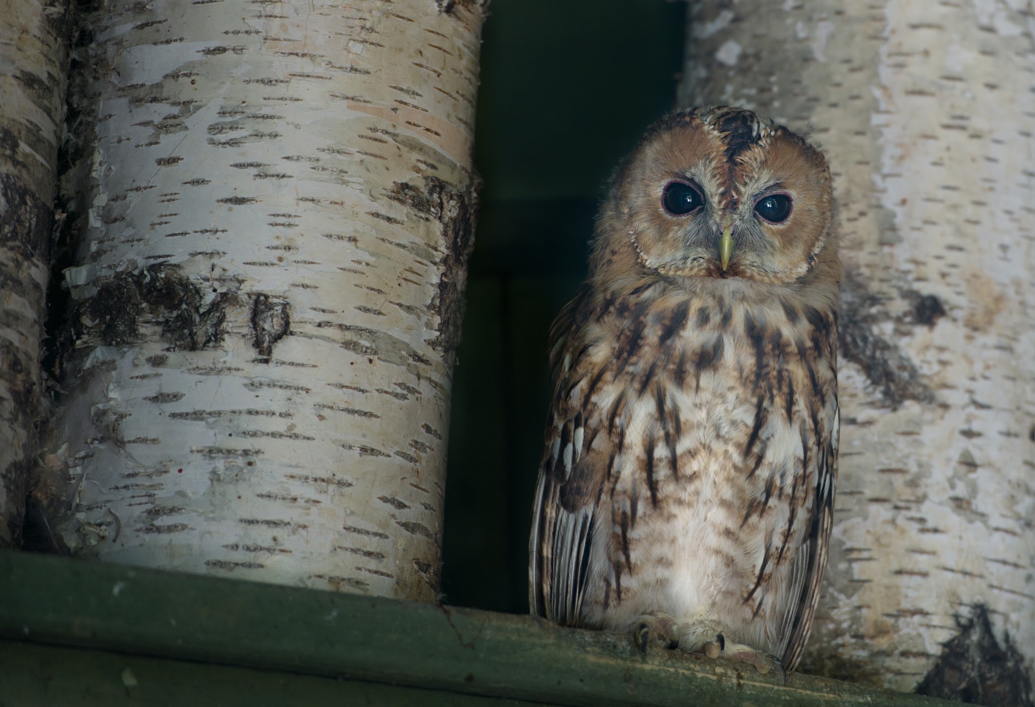 Ausflugsziel: Eulenpark - NÖ Falknerei- und Greifvogelzentrum Waldreichs