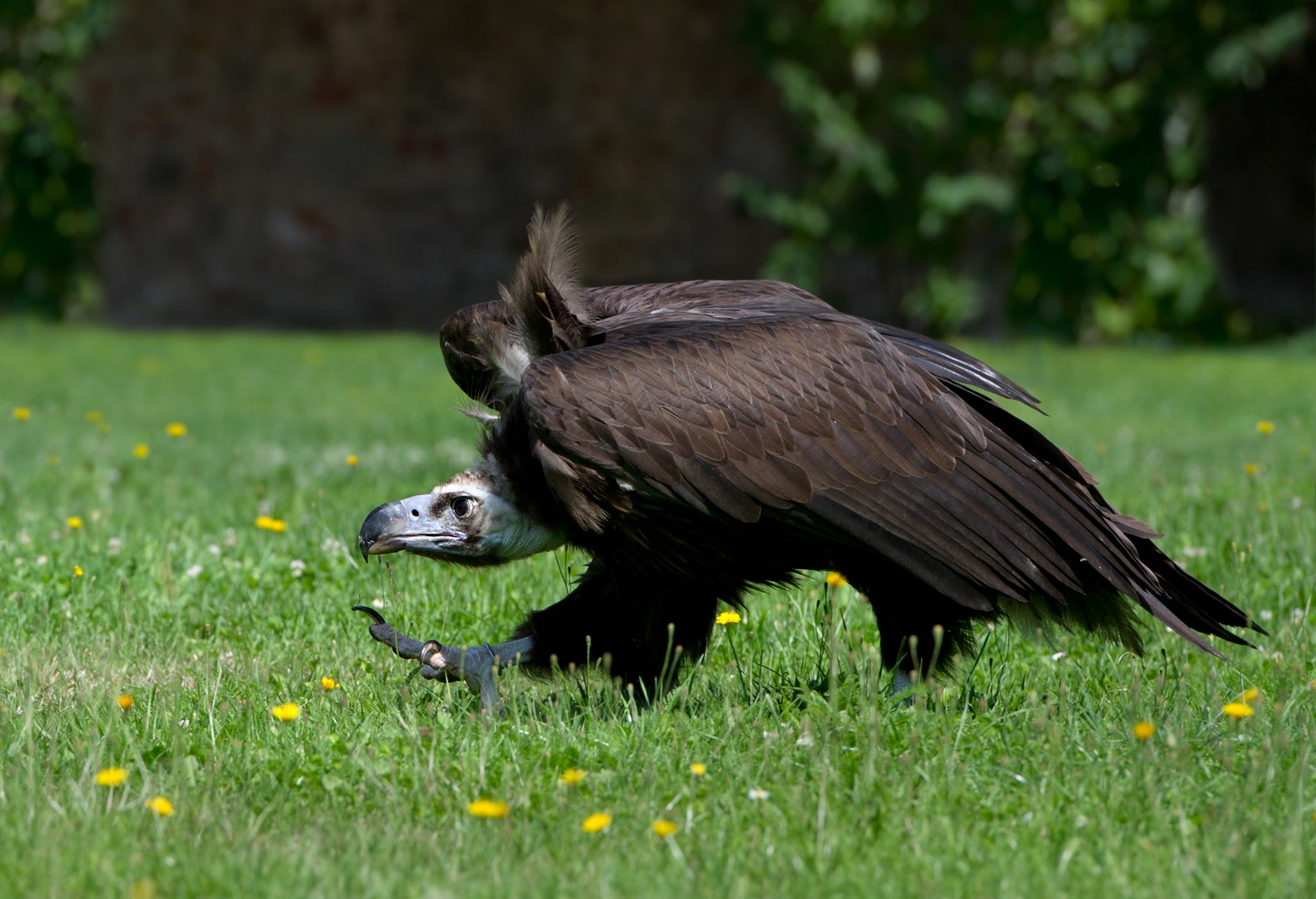 Ausflugsziel: Mönchsgeier - NÖ Falknerei- und Greifvogelzentrum Waldreichs