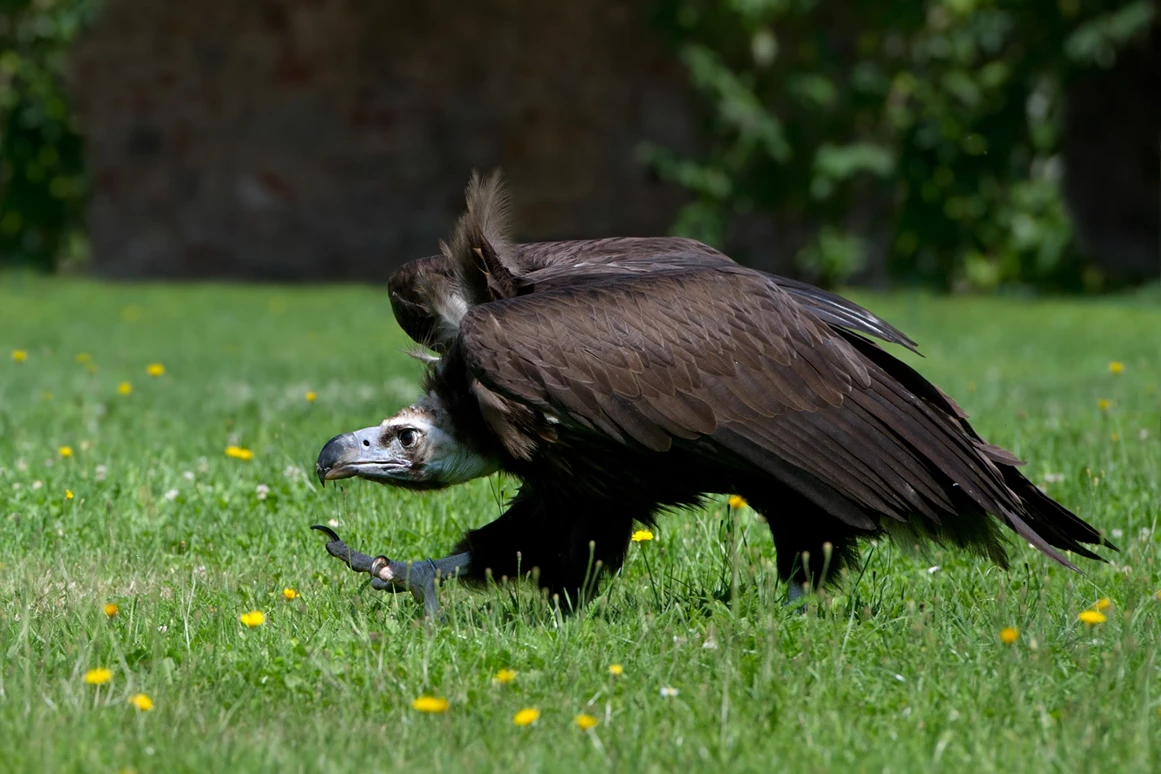 Ausflugsziel: Mönchsgeier - NÖ Falknerei- und Greifvogelzentrum Waldreichs