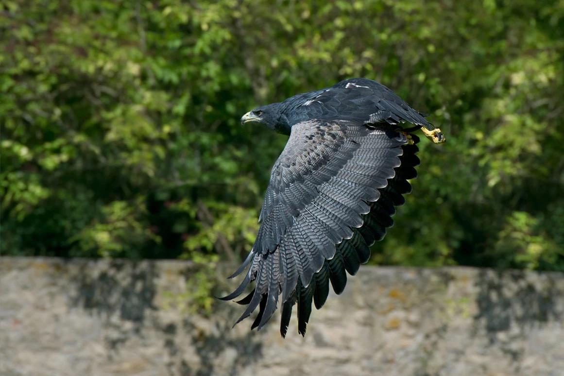 Ausflugsziel: Blaubussard - NÖ Falknerei- und Greifvogelzentrum Waldreichs
