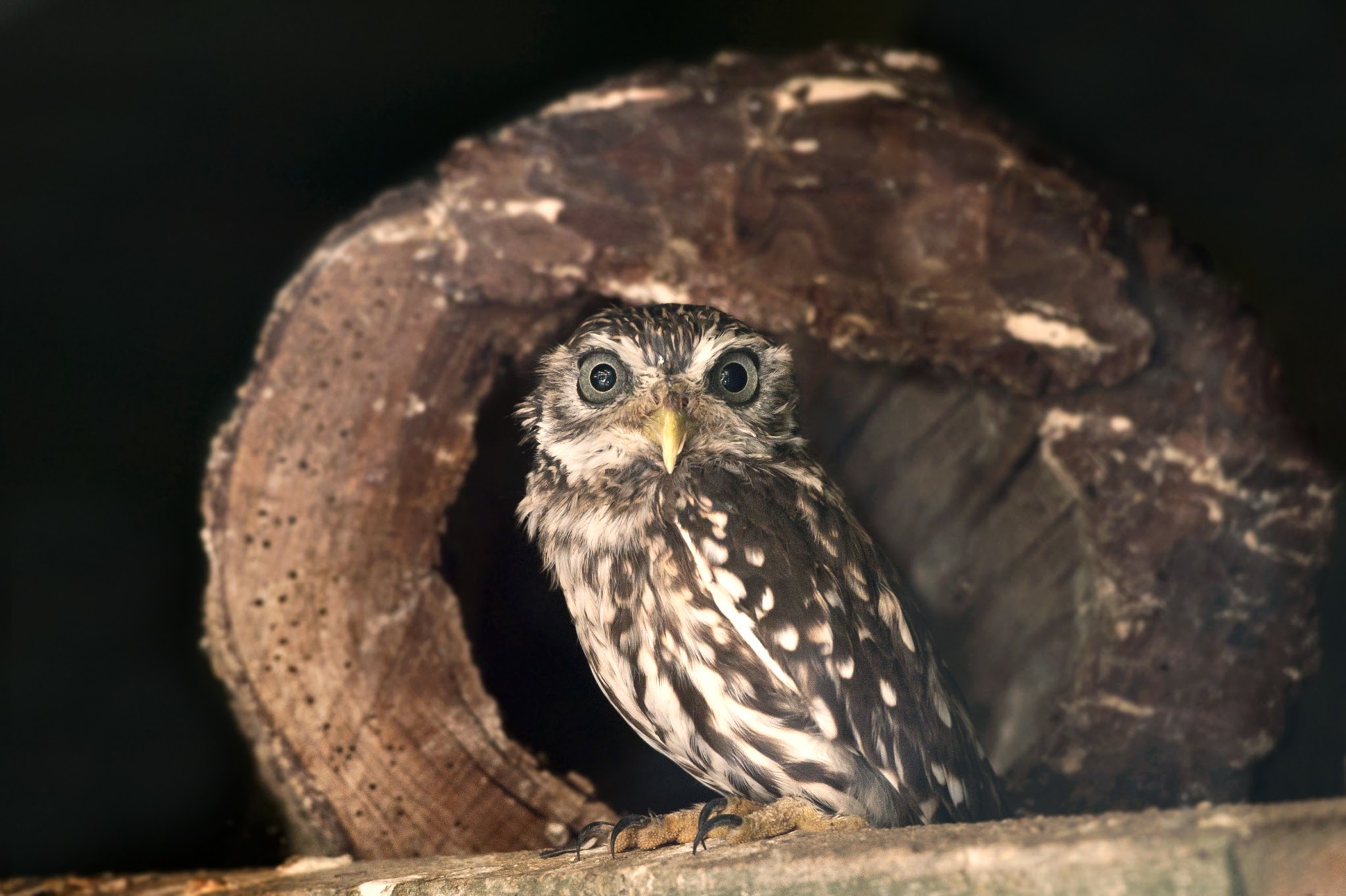 Ausflugsziel: Eulenpark - NÖ Falknerei- und Greifvogelzentrum Waldreichs