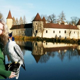 Ausflugsziel: NÖ Falknerei- und Greifvogelzentrum Waldreichs