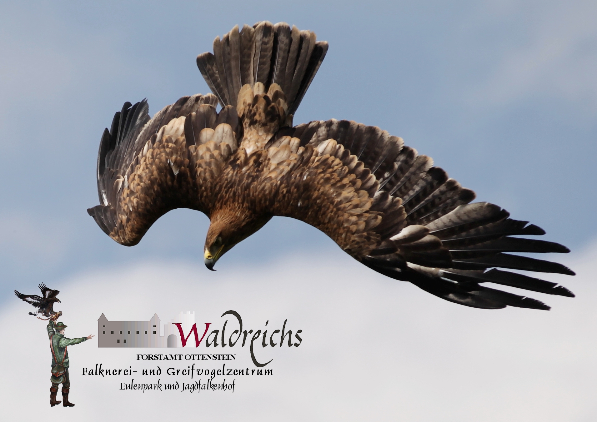 Ausflugsziel: NÖ Falknerei- und Greifvogelzentrum Waldreichs