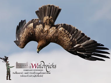 Ausflugsziel: NÖ Falknerei- und Greifvogelzentrum Waldreichs