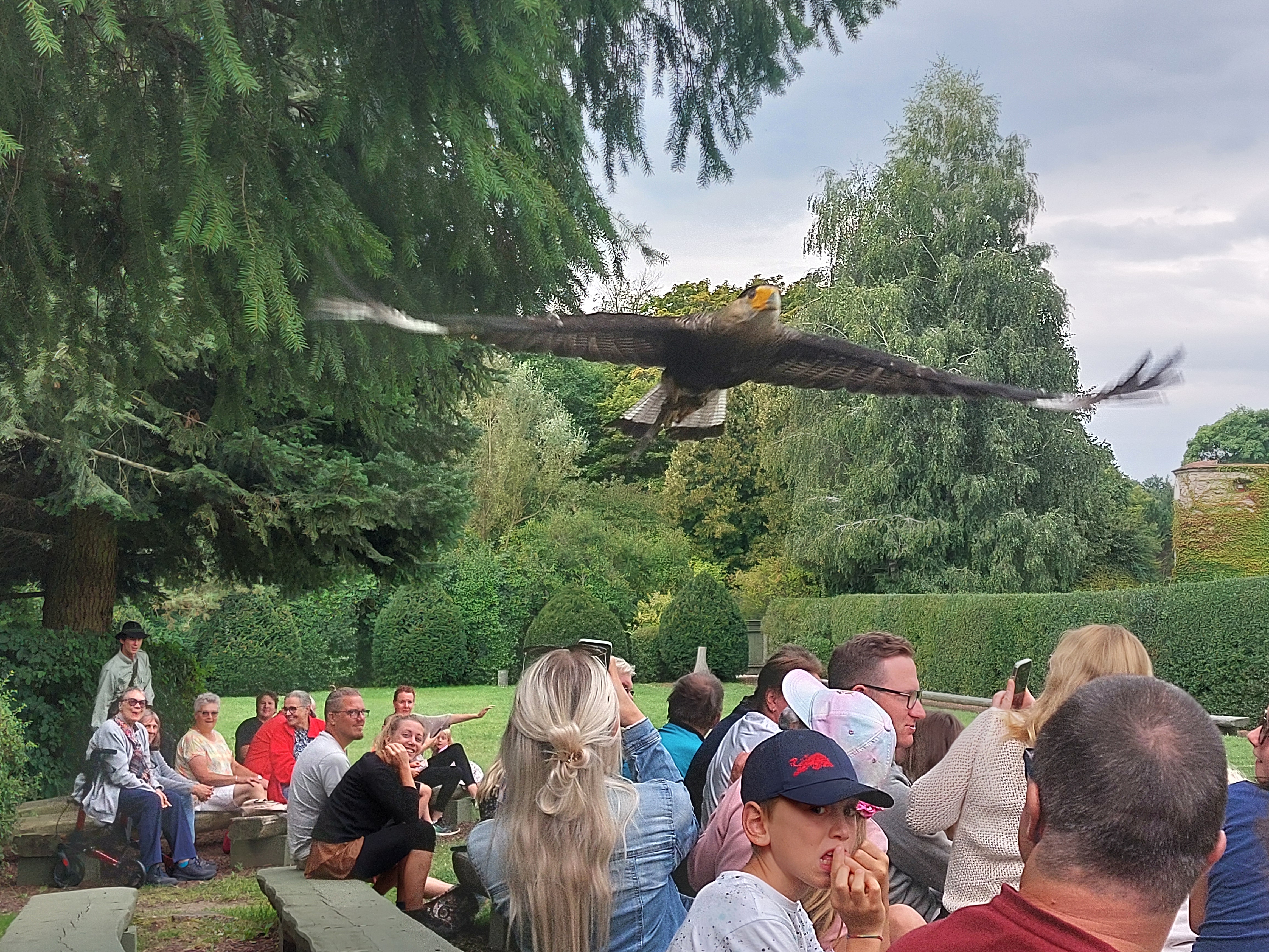 Ausflugsziel: Flugvorführung direkt über den Köpfen der Zuschauer - NÖ Falknerei- und Greifvogelzentrum Waldreichs