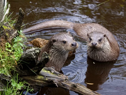 Reis met kinderen - Wickeltisch - Fischotter im UnterWasserReich - Naturpark Hochmoor - Unterwasserreich Schrems
