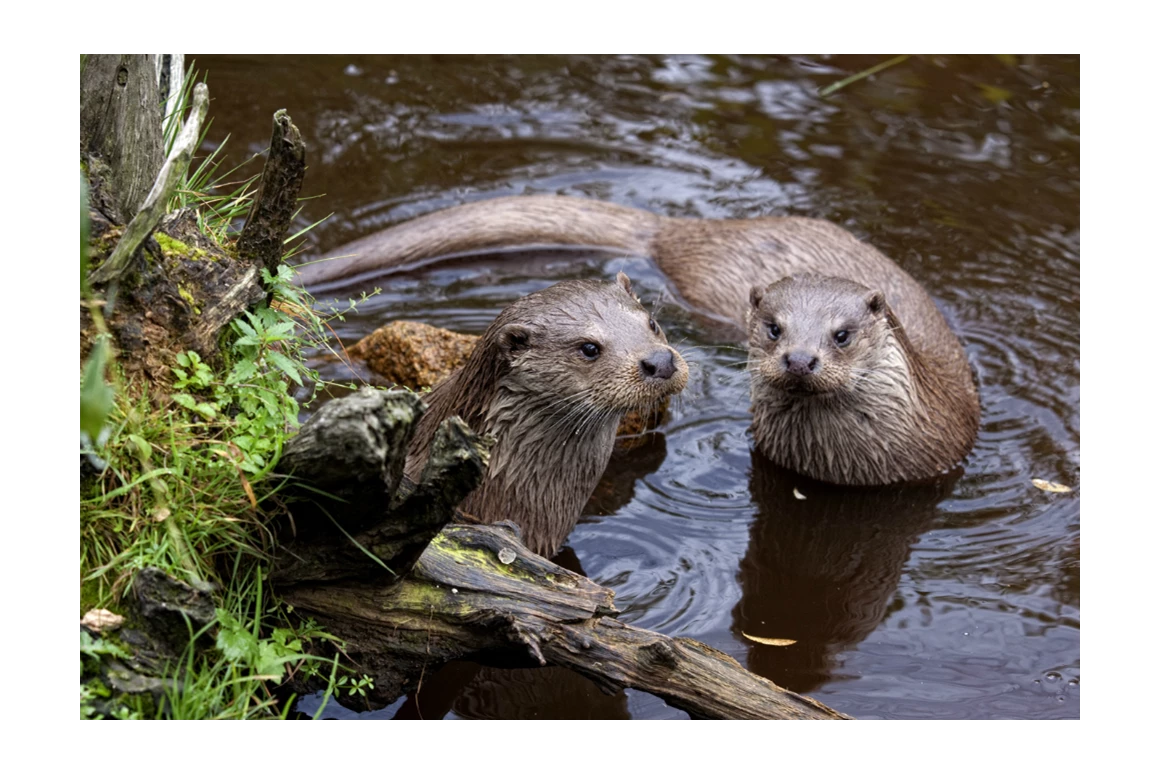Ausflugsziel: Fischotter im UnterWasserReich - Naturpark Hochmoor - Unterwasserreich Schrems