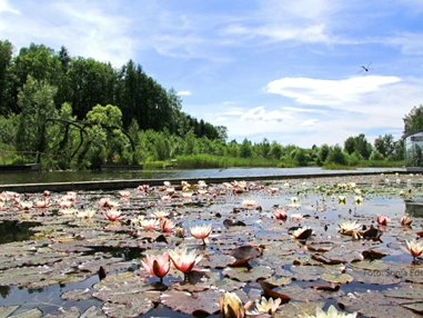 Ausflugsziel: Teichrosen - Naturpark Hochmoor - Unterwasserreich Schrems