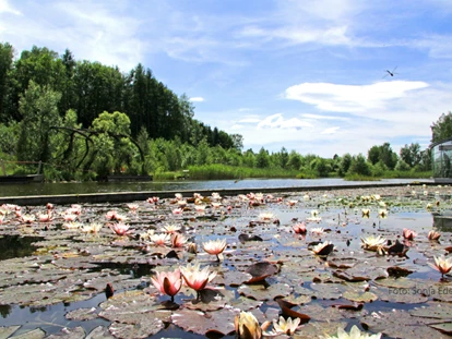 Reis met kinderen - Wickeltisch - Teichrosen - Naturpark Hochmoor - Unterwasserreich Schrems