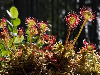 Ausflugsziel: Sonnentau - Naturpark Hochmoor - Unterwasserreich Schrems
