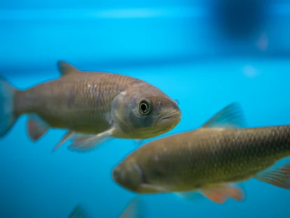 Reis met kinderen - Wickeltisch - Aquarien - Naturpark Hochmoor - Unterwasserreich Schrems